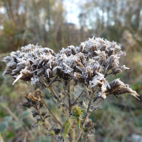 Frosty seed heads