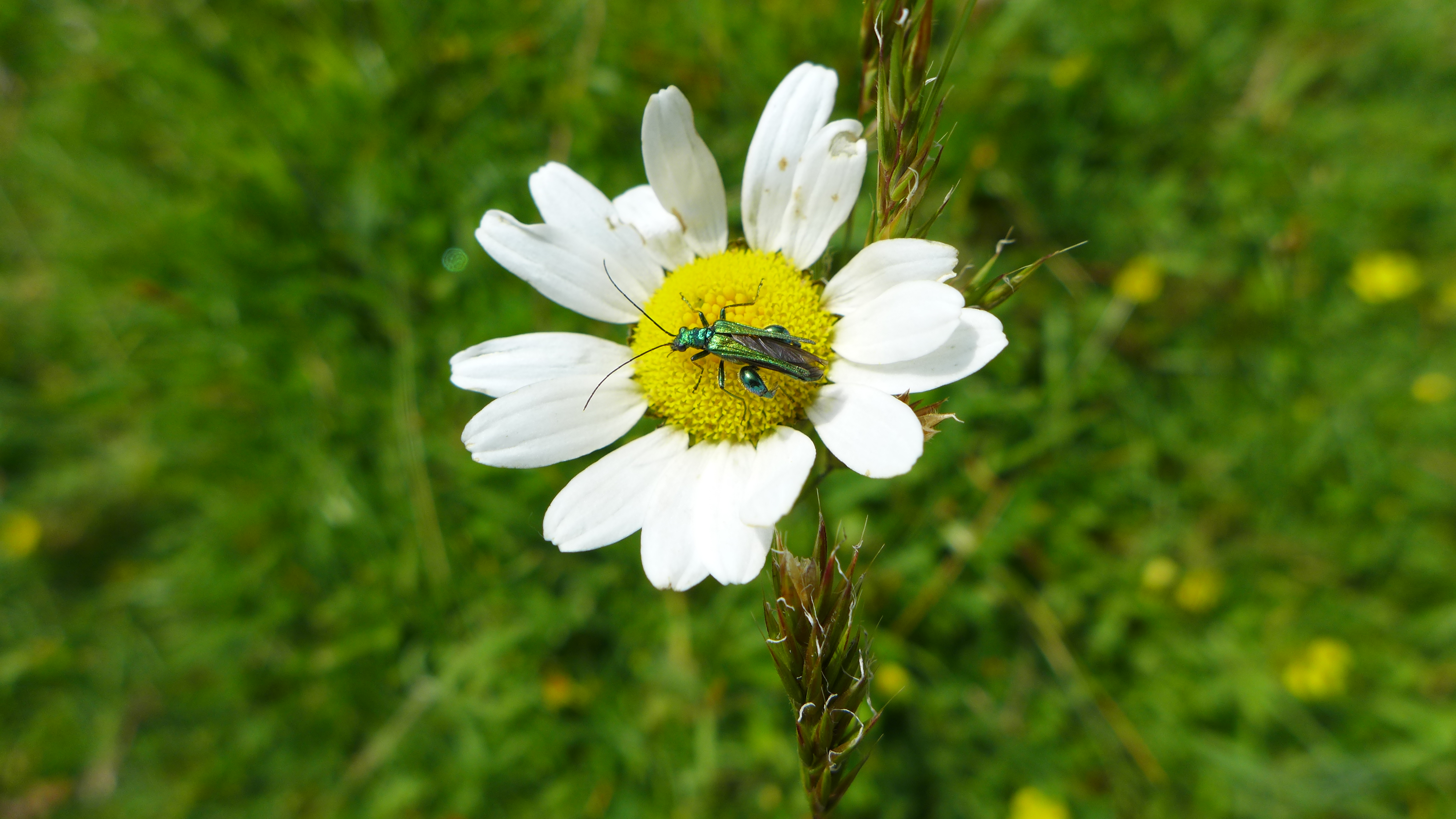 Thick legged flower beetle